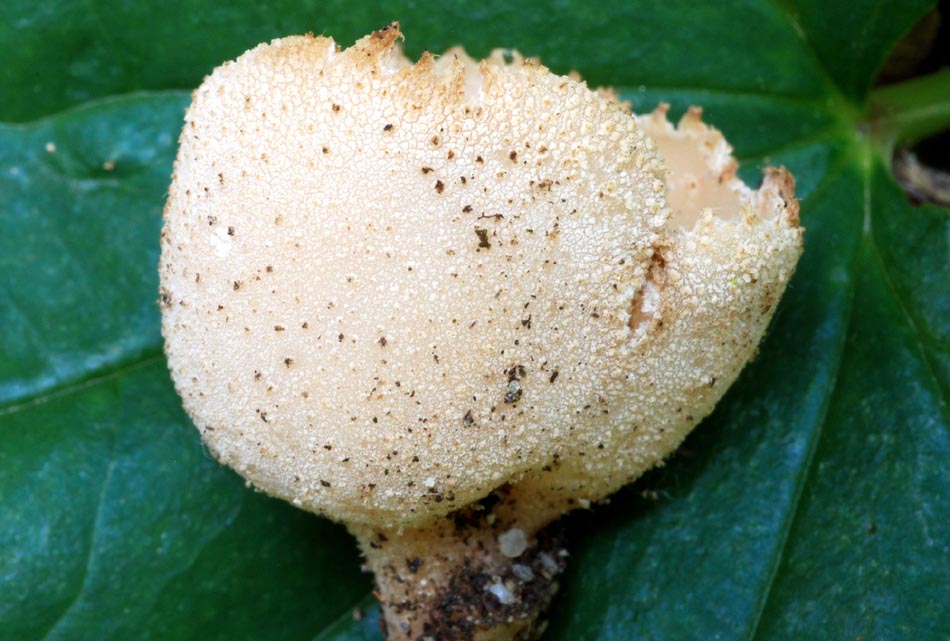 Oggi N� 2... 12 Giugno 2010